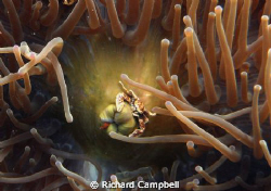 sealife dc1000 by Richard Campbell 